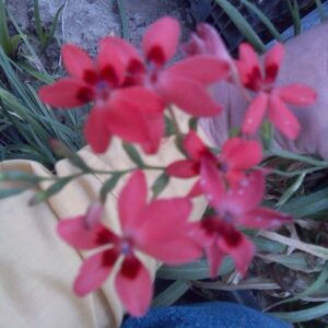 10 Freesia Laxa Seeds (Can Bloom First Year)