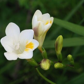 Freesia Alba SEEDS (California Heirloom)