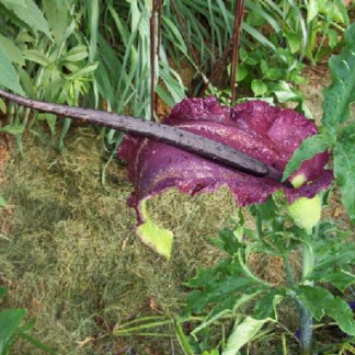 VOODOO LILY Dracunculus Vulgaris