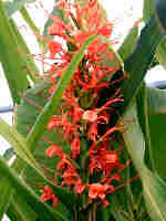 GINGER Hedychium Aurantiacum