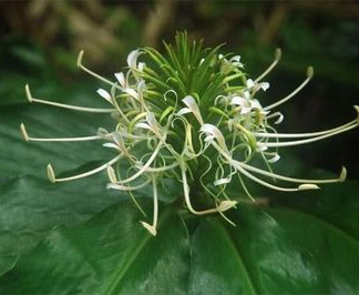 GINGER Hedychium Thyrsiforme