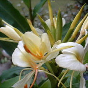 GINGER Hedychium Flavum