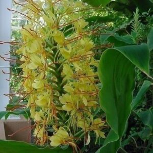 GINGER Hedychium Gardnerianum