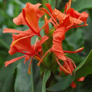GINGER Hedychium Greenii