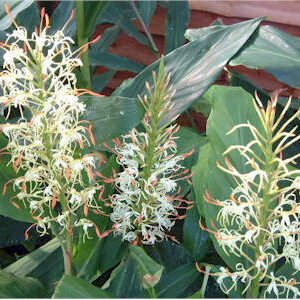 Ginger Hedychium Griffithianum (Gracile)