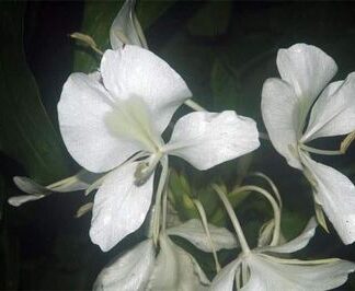 GINGER Hedychium Consanguineum "Garland Flower"