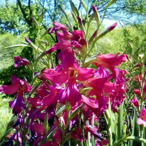 Heirloom Gladiolus Byzantinus