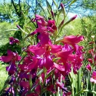 Heirloom Gladiolus Byzantinus