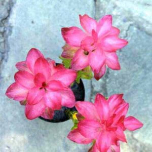 GINGER Curcuma "Pink wonder"