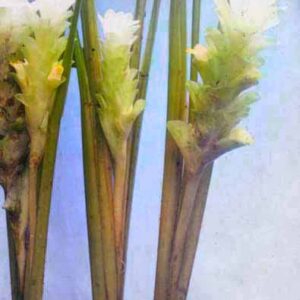 GINGER Curcuma "White Wonder"