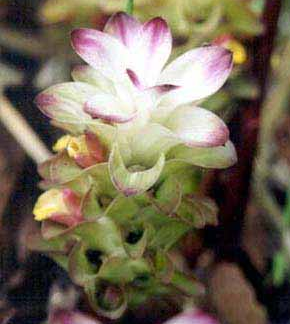 GINGER Curcuma "Bicolor Wonder"