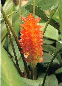 GINGER Curcuma "Roscoeana"