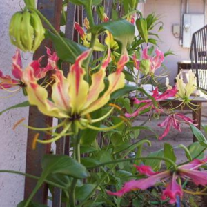 GLORIOSA Rothschildsiana