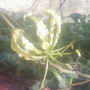 GLORIOSA LUTEA
