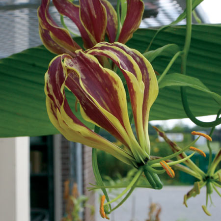 GLORIOSA Carsonii