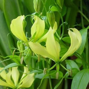 GLORIOSA Greenii