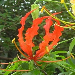 GLORIOSA PLANTII