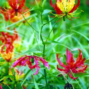 GLORIOSA Superba