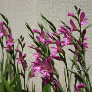 Gladiolus Communis Byzantinus