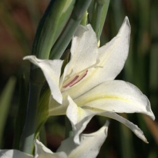 Gladiolus colvillii THE BRIDE