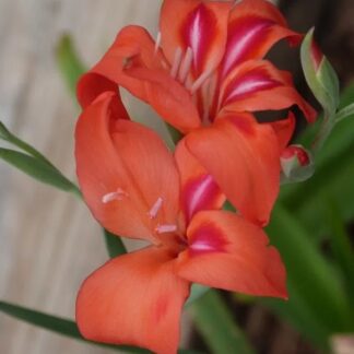Gladiolus nanus Amanda Mahy