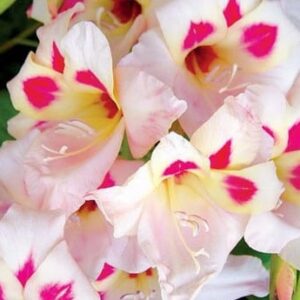 Gladiolus nanus Elvira