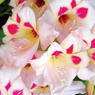 Gladiolus nanus Elvira