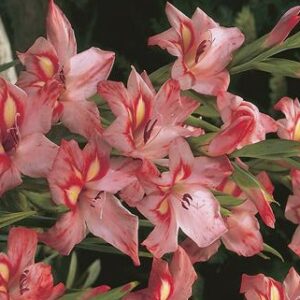 Gladiolus nanus Guernsey Glory
