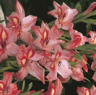 Gladiolus nanus Guernsey Glory