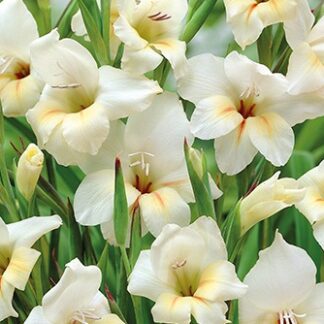 Gladiolus nanus HALLEY