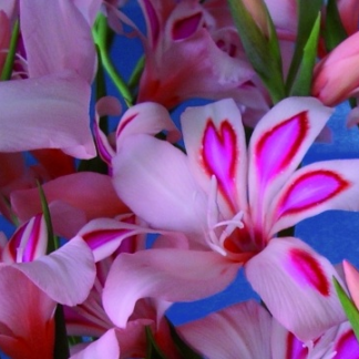 Gladiolus nanus IMPRESSIVE