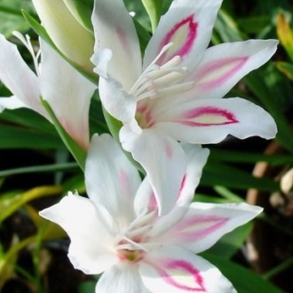 Gladiolus nanus NYMPH
