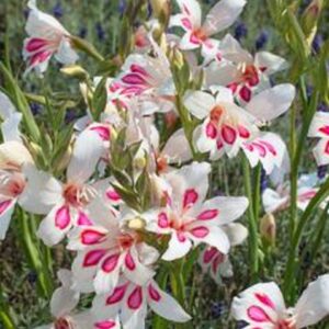 Gladiolus nanus PRINCE CLAUS