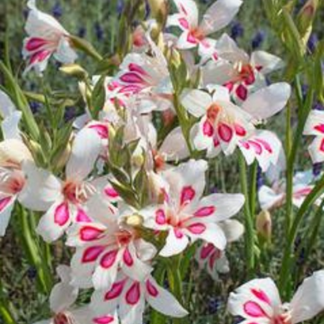 Gladiolus nanus PRINCE CLAUS