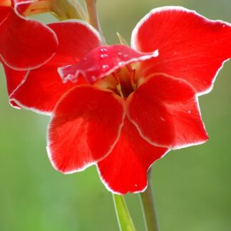 Gladiolus primulinus ATOM