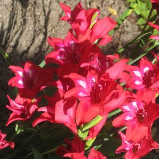 Gladiolus ramosus ROBINETTA