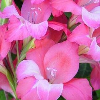 Gladiolus tubergenii CHARMING BEAUTY