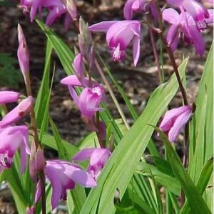 Ground Orchid Bletilla Striata