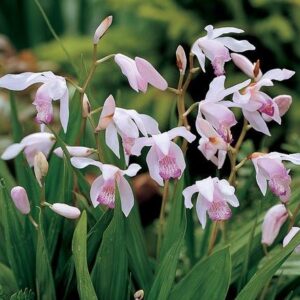 Ground Orchid Bletilla ROSEA