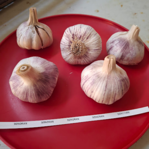 Turban Garlic SONORAN 1 Head