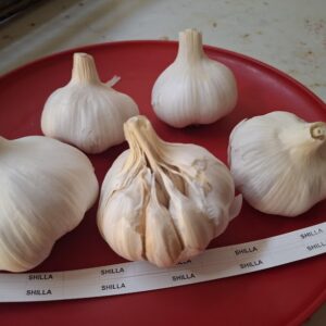 Turban Garlic SHILLA 1 Head