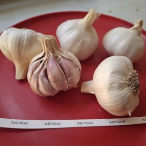 Creaole Garlic AJO ROJO 1 Head