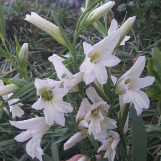 Gladiolus Texas Snowflurry (small corms)