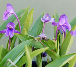 GINGER Roscoea Alpina