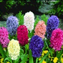 Giant Hyacinth Mix 15/16 cm