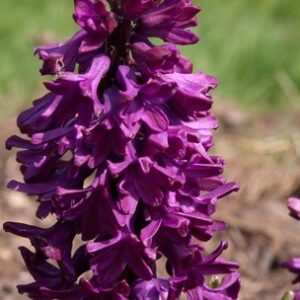 Hyacinth WOODSTOCK