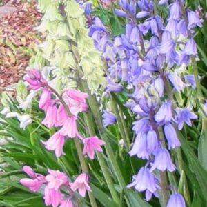 Hyacinthoides Hispanica Mix Bluebells