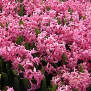 Hyacinth Pink Pearl