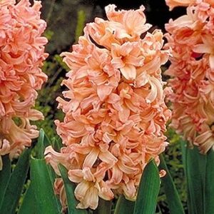 Hyacinth Gypsy Queen 18/19 cm