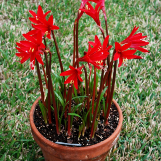 RED RAIN LILY - xHowardara LITTLE PRINCESS